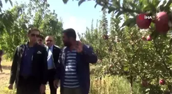 Ahlat'ta elma yetiştiriciliği