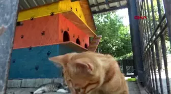 Avcılar'daki 3 katlı kedi evleri kaldırılıyor