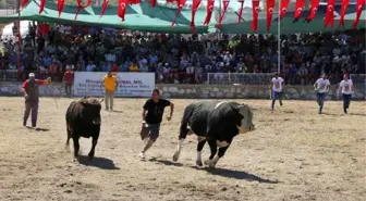 Güreş alanından kaçan 2 boğa, kadın seyirciyi hastanelik etti