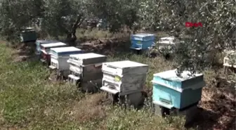 Osmaniye arı kuşu ile mücadelede ekolojik dengeyi bozmayacak yöntem