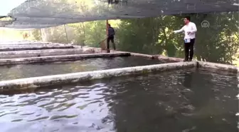 'Dünya kayısı başkenti' alabalık üretiminde de iddialı