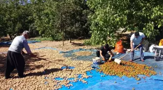 Kahramanmaraş'ta ceviz ve incir hasadı başladı