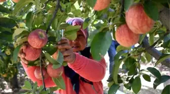 Bayramiç elması üreticinin yüzünü güldürdü