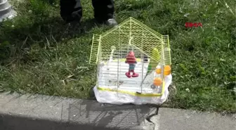 Bolu minik zehra, kazada 'şaşkın'ın da yaralandığını sandı