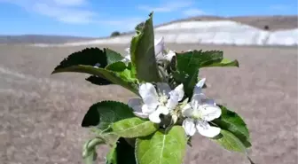 Elma ağacı eylülde çiçek açtı