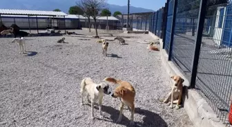 Manisa'da bakıma muhtaç hayvanlar güvenli ellerde