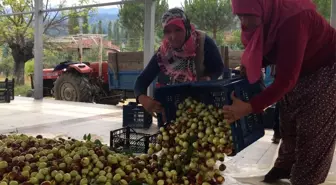 Demirci'nin hünnabı Türkiye ve dünya pazarına sunulacak