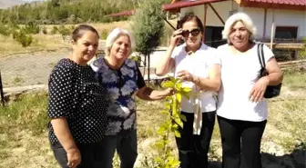 Divriği'de yeniden ipek üretimi için kollar sıvandı