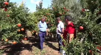 Antalya nar hasadına hazırlanıyor