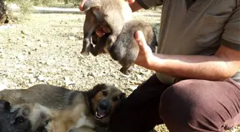 Cancan köpek kuyruksuz yavru doğurdu