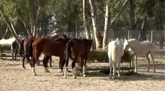 Faytona koşulan atların yeni evi Doğal Yaşam Parkı oldu