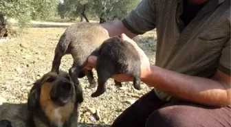 Kuyruksuz doğan 2 yavru köpek ilgi odağı oldu