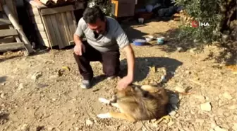 Sahiplendikleri köpek 'Cancan' kuyruksuz 2 yavru doğurdu