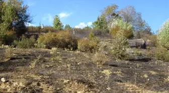 Sandıklı'da orman yangını