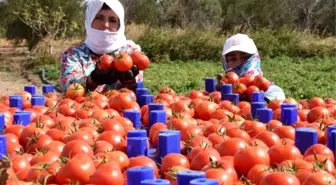 Çanakkale domatesinin kilosu 40 kuruşa düştü