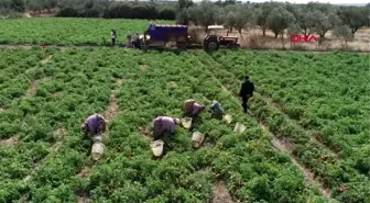 Çanakkale domatesinin kilosu 40 kuruşa düştü