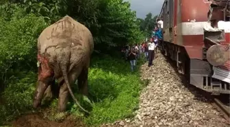 Hindistan'da trenin çarptığı fil ağır yaralandı