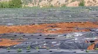 Sason'da çilek tarlalarına giren domuz sürüsü ekinlere zarar verdi