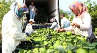 Kozan'da erkenci mandalina hasadı başladı