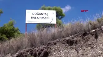 Antalya hasat ve bal şenliği'nde bal yeme yarışması