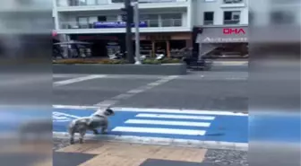 Muğla yaya kırmızıda geçti, köpek yeşil ışığı bekledi