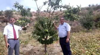 Bozdoğan'da ilçe tarımdan kestane bahçesi ziyareti