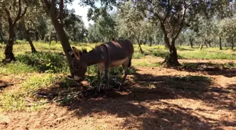 Kayıp eşek alarmı