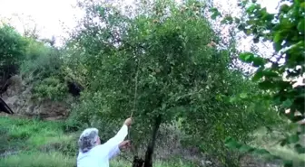 Yeni keşfedilen elma 'Ertuğrul Gazi' ismiyle tescil edilecek