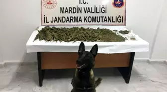Mardin'de 15 kilo 500 gram esrar ele geçirildi