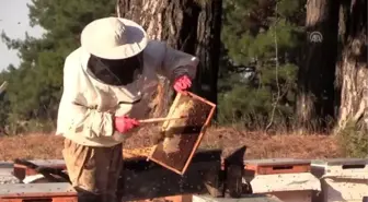 Arıcılık sektörü 'kimlik' çalışmasıyla ivme kazanacak