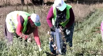 Bolu'da ilk ada çayı hasadı