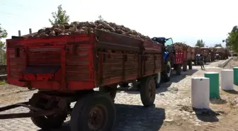 Elazığ'da 165 bin ton üretimi beklenen pancarın alım kampanyası başladı