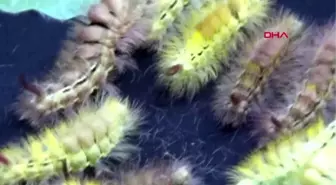 Bursa ormana zarar veren tırtıllarla mücadelede, predator böcekler kullanılacak