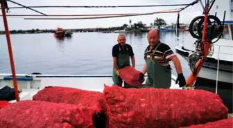 Karadenizli balıkçılar deniz salyangozuna yöneldi