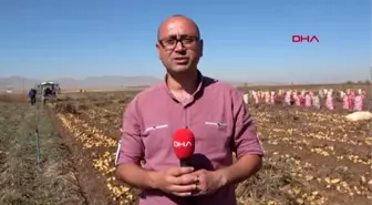 Niğde patates üreticisi tanzim satışı istiyor