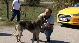 Sabiha gökçen havalimanı'nda görevli taksiciler sokak hayvanlarını elleriyle besledi