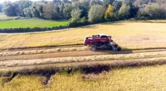 Sinop'ta çeltik hasadı