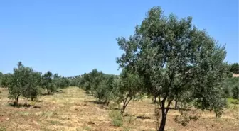 Türkiye'nin zeytin ambarı akhisar'da 'hasat' başladı