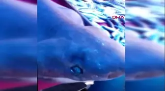 İznik'te balıkçı tezgahındaki 2 metrelik köpek balığı ilgi gördü