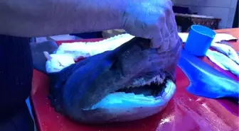 İznik'te tezgahtaki 2 metrelik köpek balığı ilgi gördü