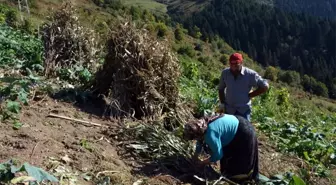 Mısır tarlalarında hasat başladı