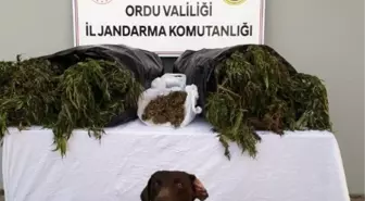 Ordu'da kaçak sigaraya aman yok