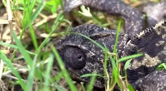 Yolda bulduğu bukalemunu doğaya bıraktı - MUĞLA