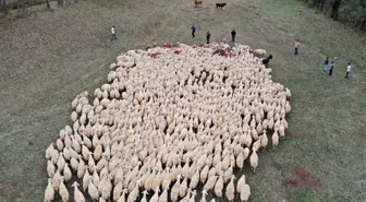 Koç katım töreni renkli görüntülere sahne oldu