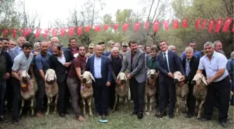 Sivas'ta koç katım töreninde renkli görüntüler