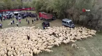 Sivas'ta renkli görüntülere sahne olan 'koç katım töreni' havadan görüntülendi