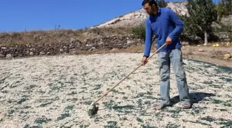 Çerezlik kabak çekirdeğinde hasat zamanı