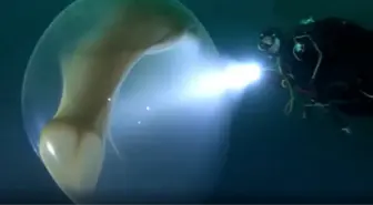 4 metre çapındaki dev kalamar yumurtası görenleri şaşırtıyor