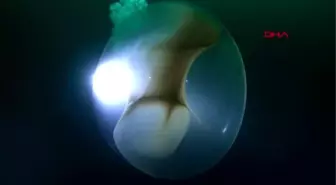 Dev kalamar yumurtası görenleri şaşırtıyor