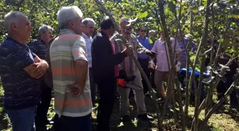 Doğru gübreleme ve budama fındıkta verimi artırıyor